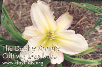 Daylily Delicately Yours